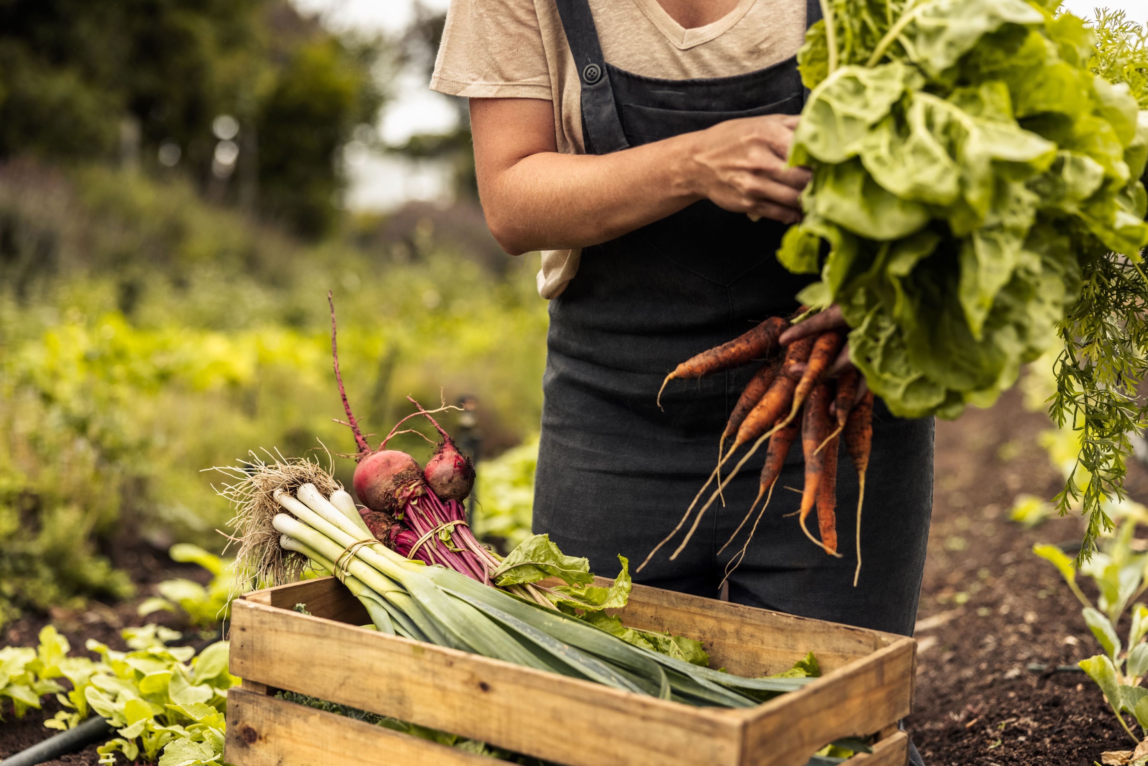 Sustainable food